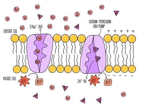 sodium potassium pump potasisum chanel|Nervous system .